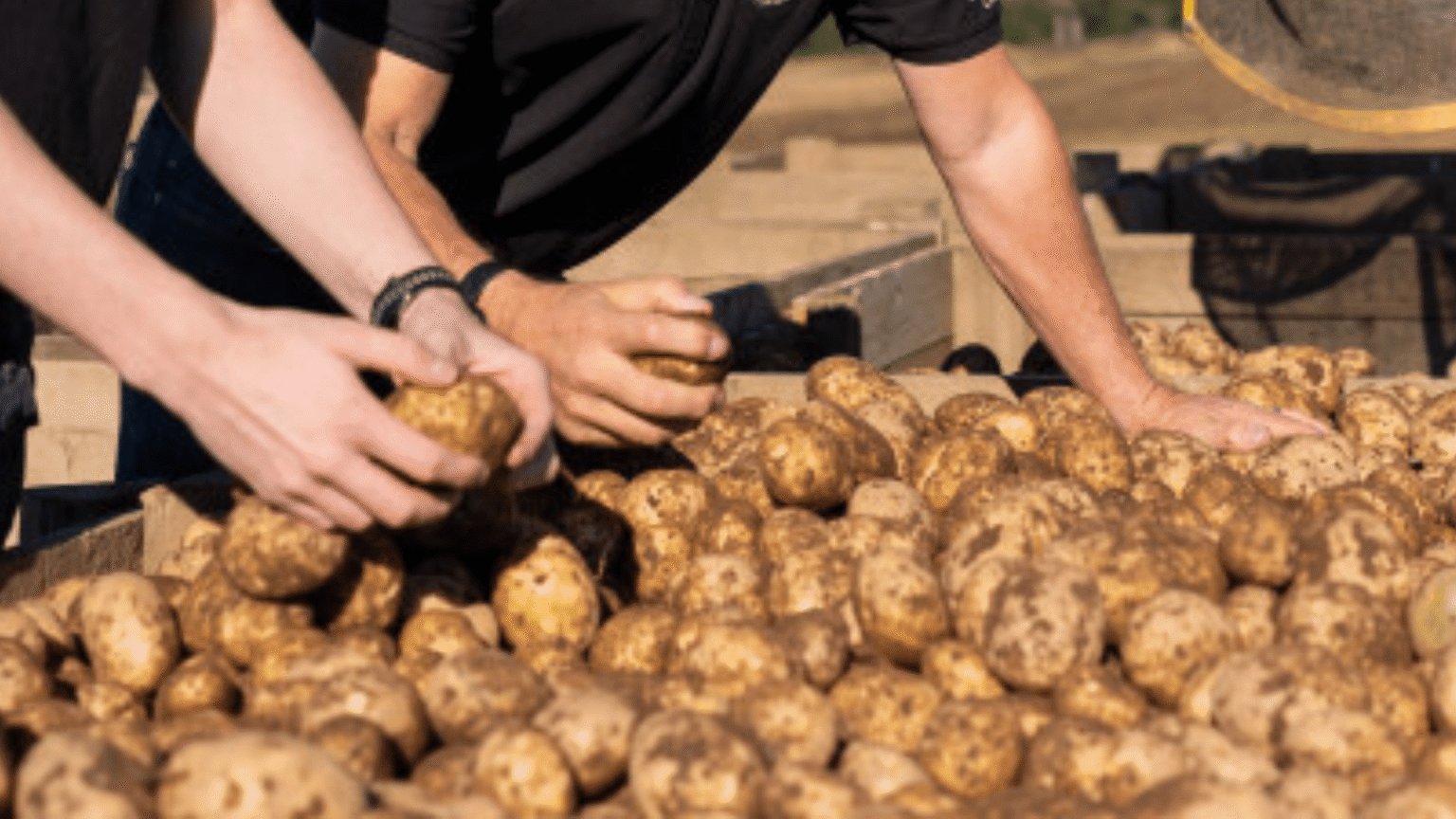 The errors that wreck your potatoes & warning signal spud isn’t suitable for eating