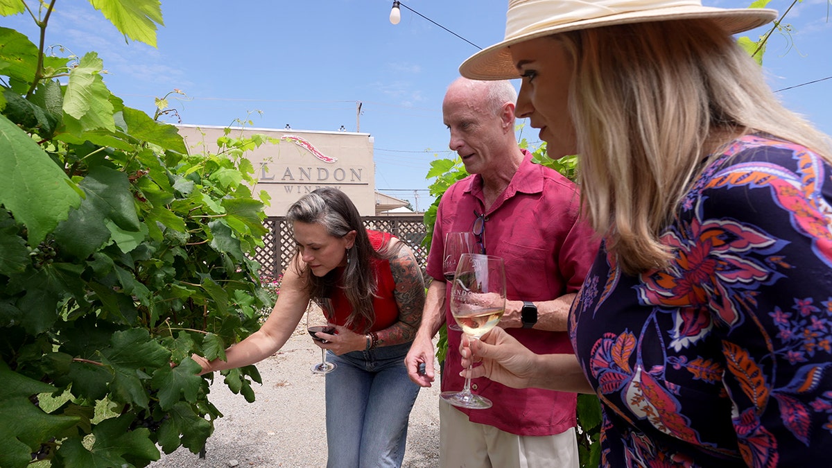 A man and two women look at grape vines outside Landon Winery.