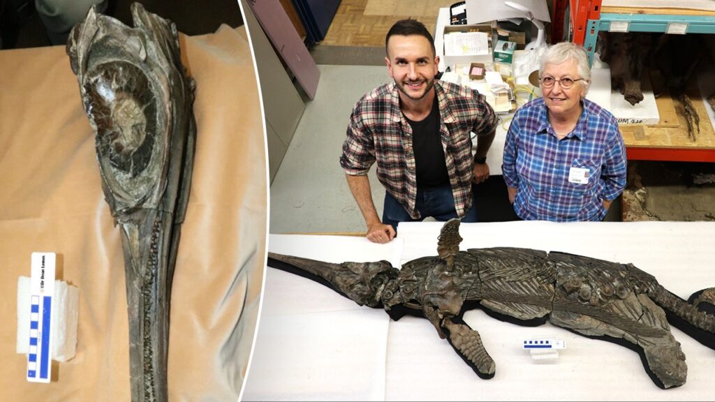 Researchers fix secret of '&#x 27; sword dragon &#x 27; skeleton discovered on coast after years of research study
