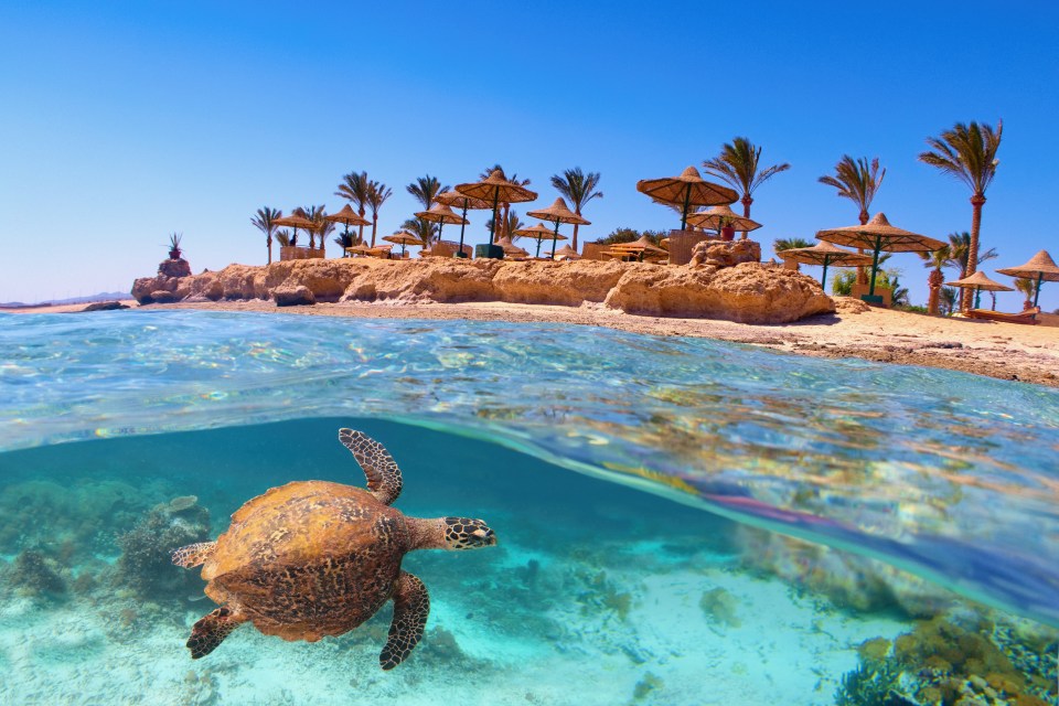 A sea turtle swimming underwater with a beach and palm trees visible above the waterline.