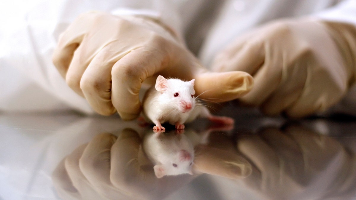 Scientists gloved hands holding small lab mouse on table.