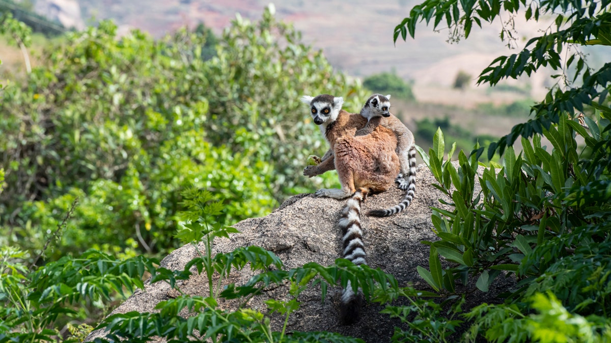 Two Lemurs in rainforrest