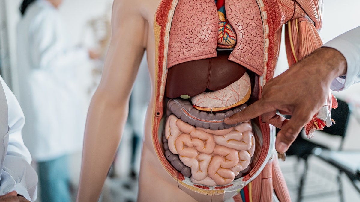 Doctor pointing to intestines using anatomical model during class at university
