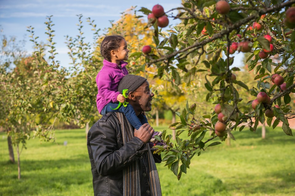 A man carrying a young child on his shoulders through an apple orchard.